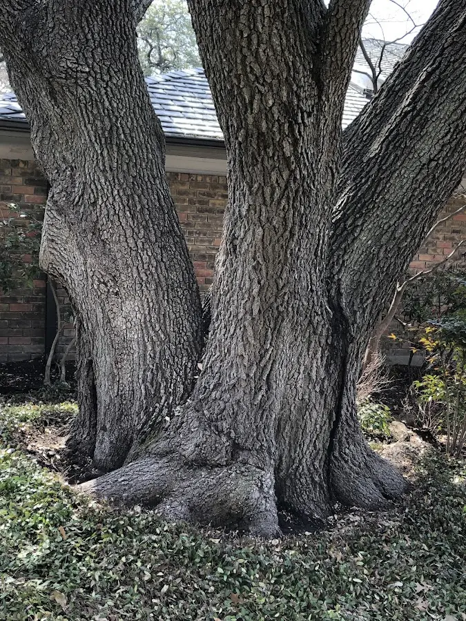 Mature heritage tree close to a Factoryville property cared for by certified arborists